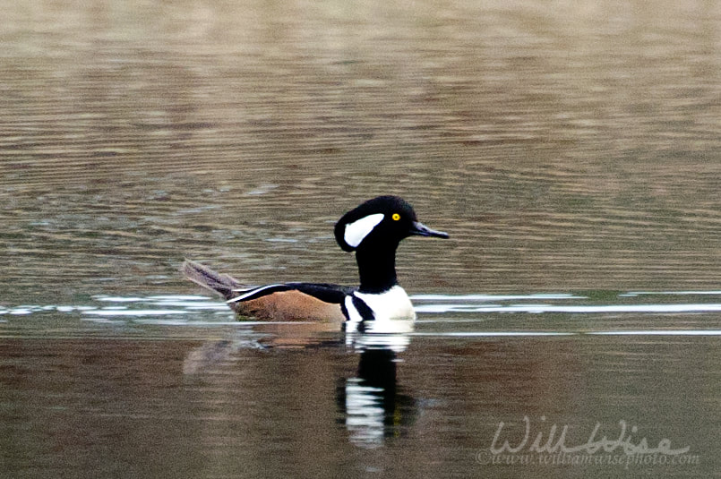 Hooded Merganser Picture