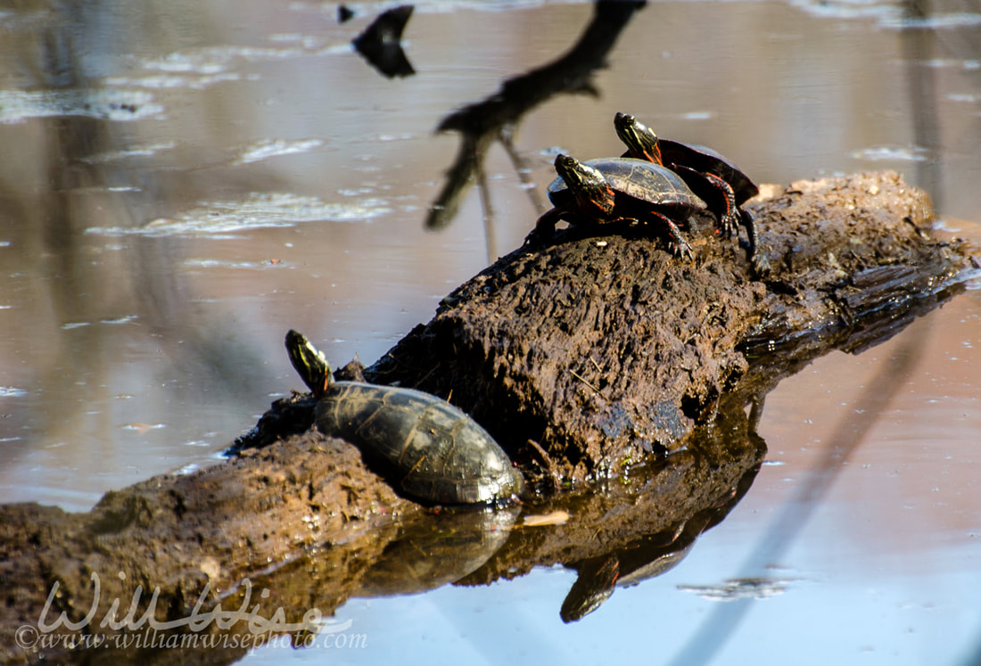 Painted Turtles Painted Turtles sunning on log, Sandy Creek Nature Center, Georgia Picture