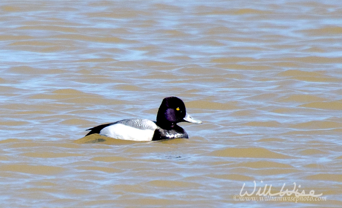 Lesser Scaup Picture