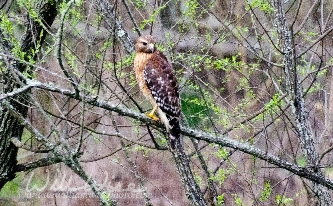 Hawk Picture