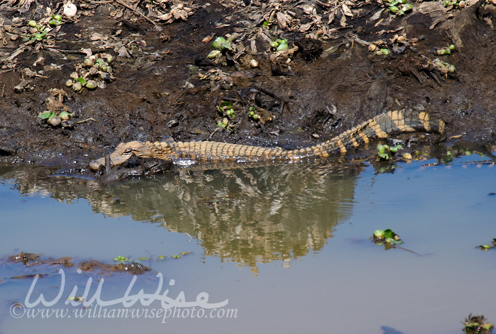 Alligator picture