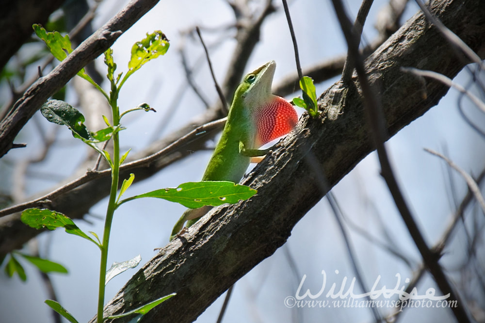 Green Anole Picture