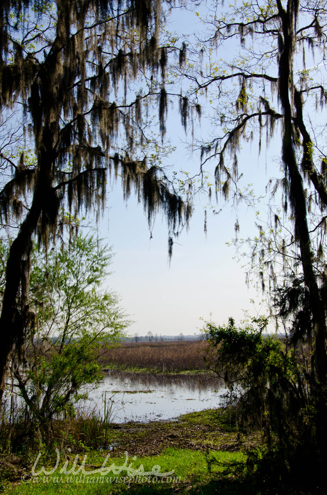Spanish Moss picture