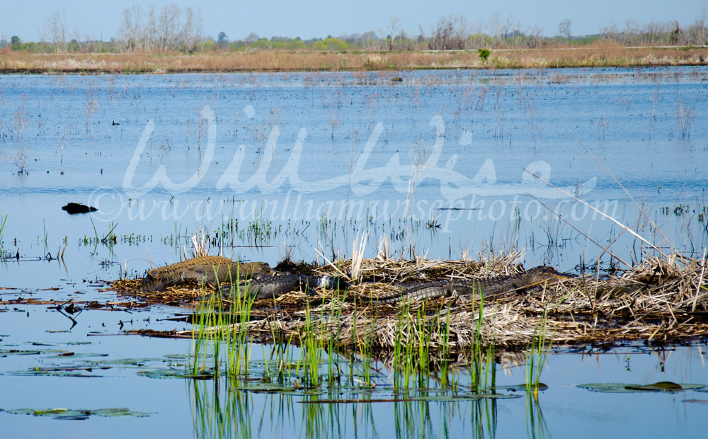 Large Bull Gators, Savannah National Wildlife Refuge Picture