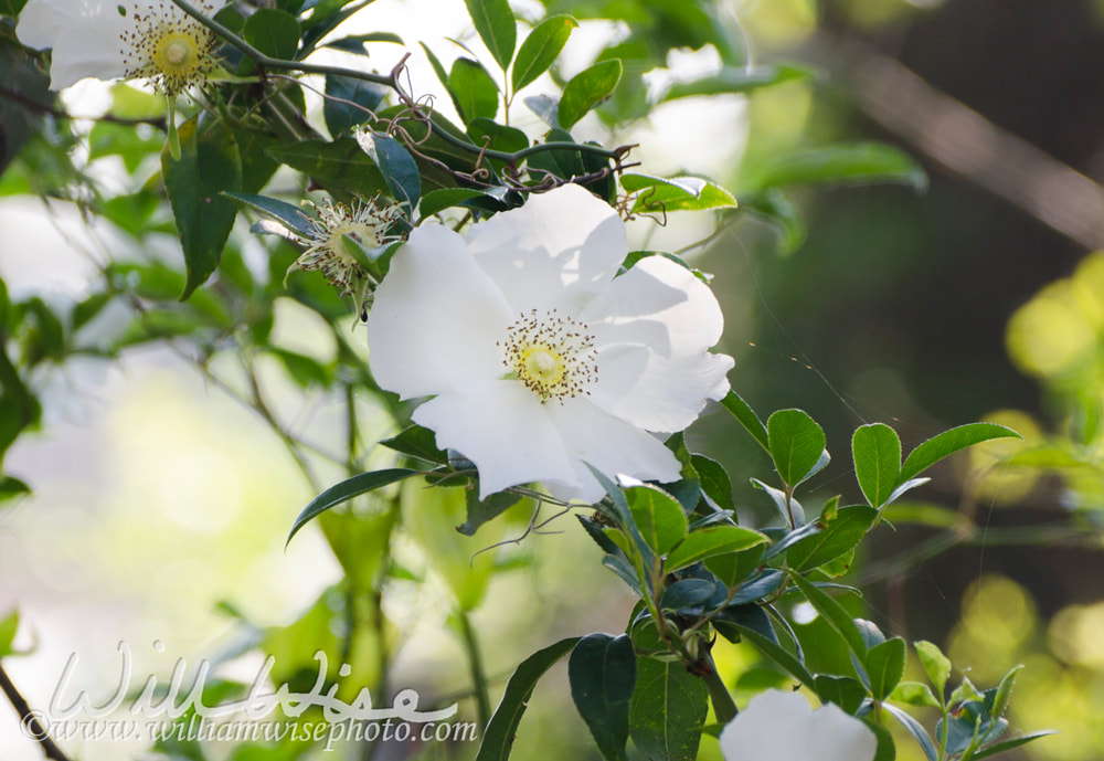 White rose flower at Savannah National Wildlife Refuge, South Carolina Picture