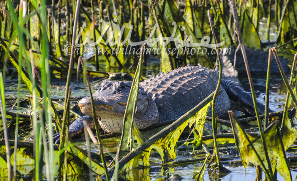 Basking Bull Gator, Savannah National Wildlife Refuge Picture