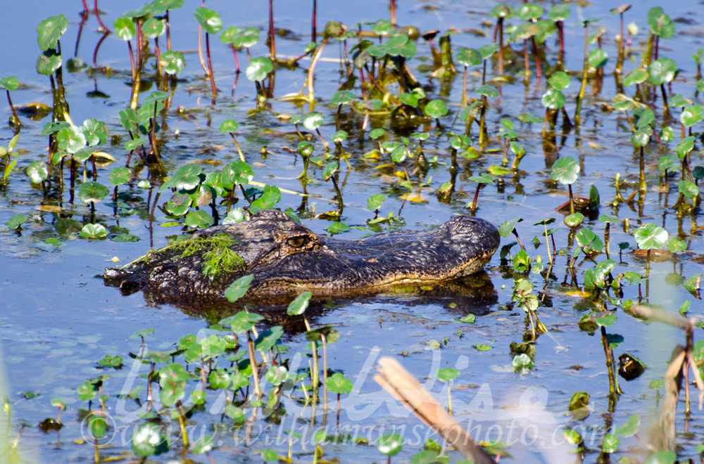 Submerged Alligator , Savannah National Wildlife Refuge Picture