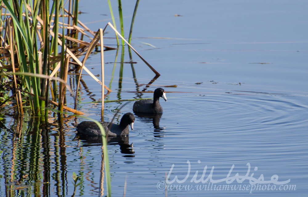 American Coot Pair, Savannah National Wildlife Refuge Picture