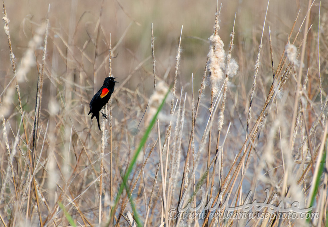 Red-winged Blackbirds, Savannah National Wildlife Refuge Picture