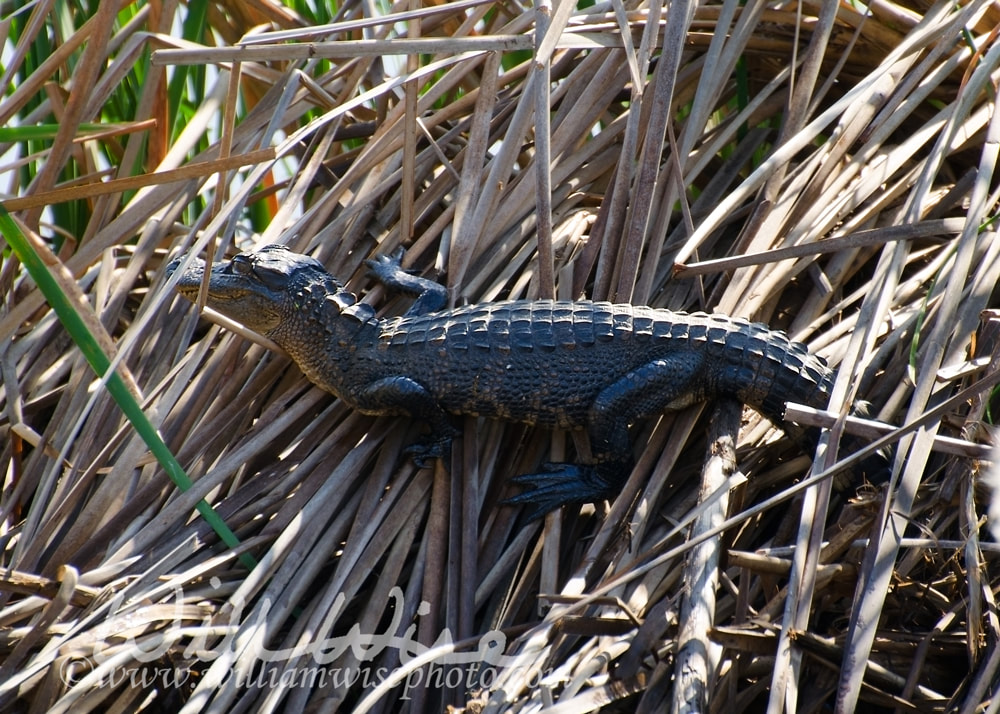 Alligator picture