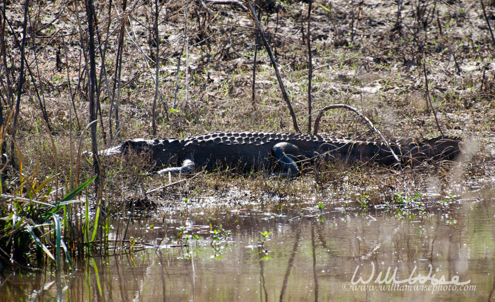 Alligator picture