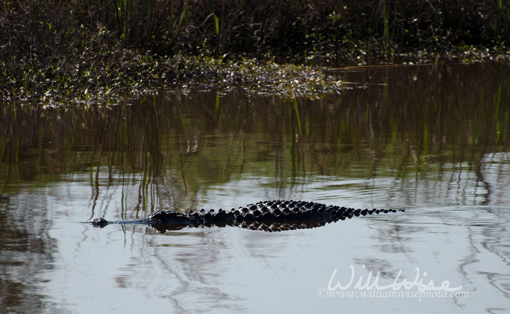 alligator picture