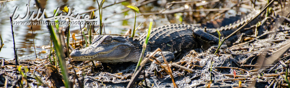 Juvenile basking American Alligator Picture