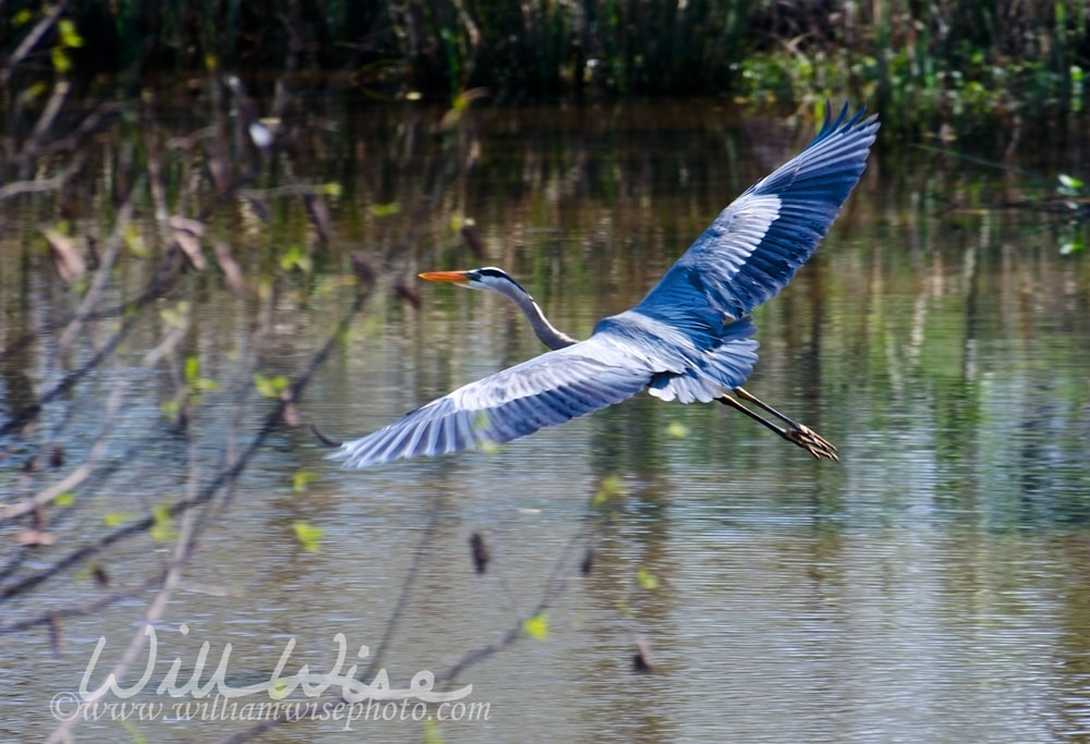 Great Blue Heron picture