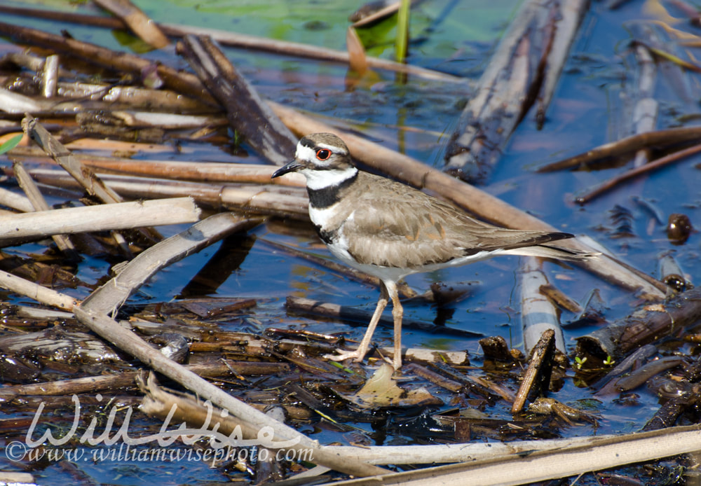 Killdeer Bird, Savannah National Wildlife Refuge Picture