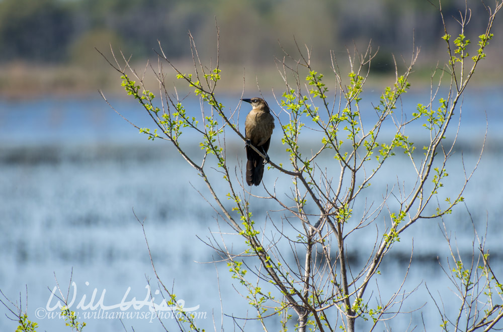 Female Boat-tailed Grackle, Savannah National Wildlife Refuge Picture