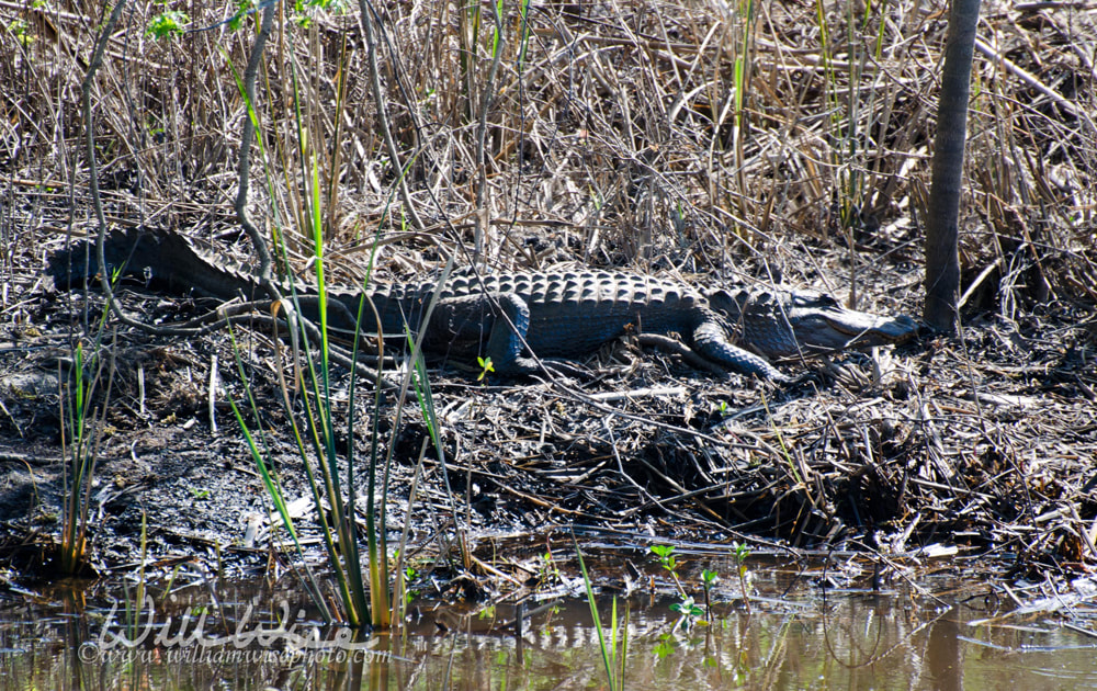 Alligator picture