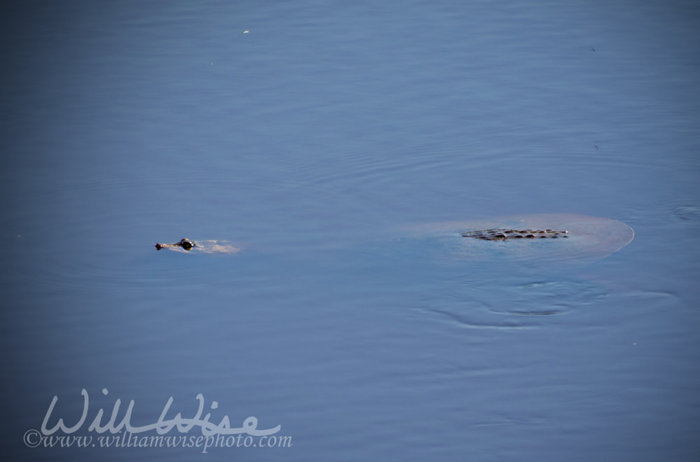 Softshell Turtle picture