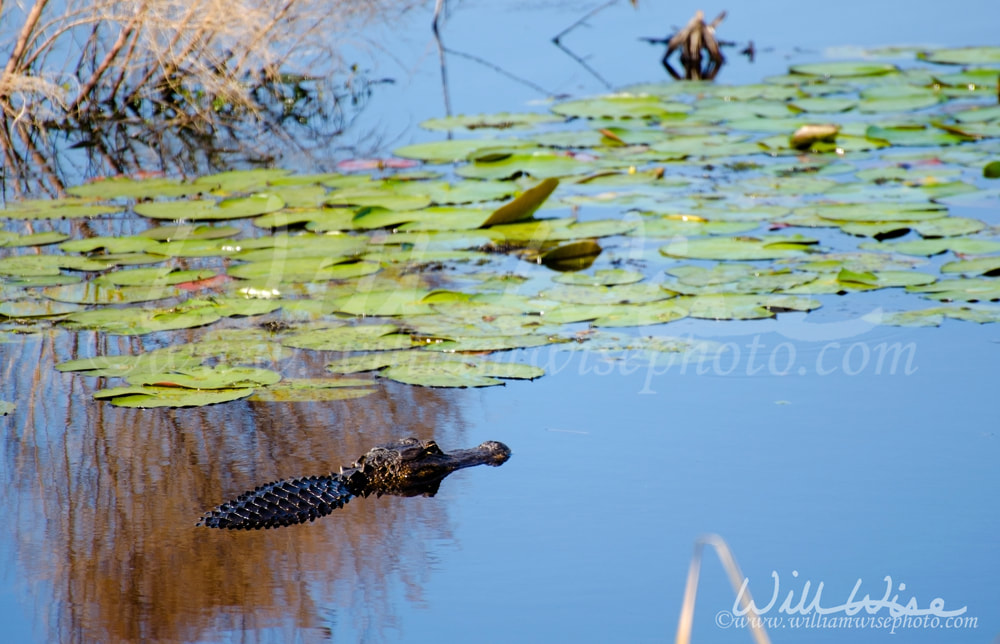 Swamp Alligator and Lilies, Savannah National Wildlife Refuge Picture