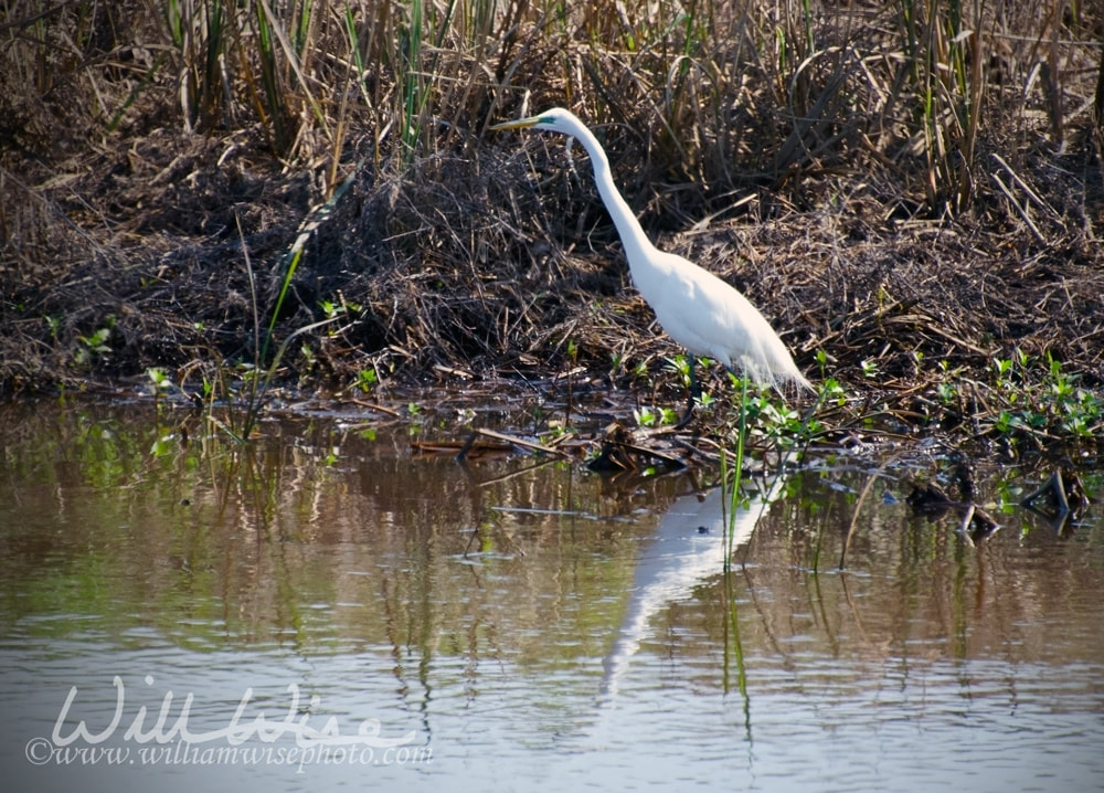 Great Egret picture