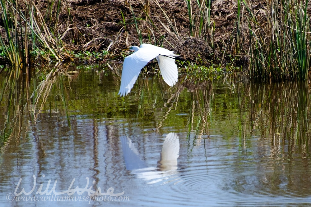 Great Egret picture