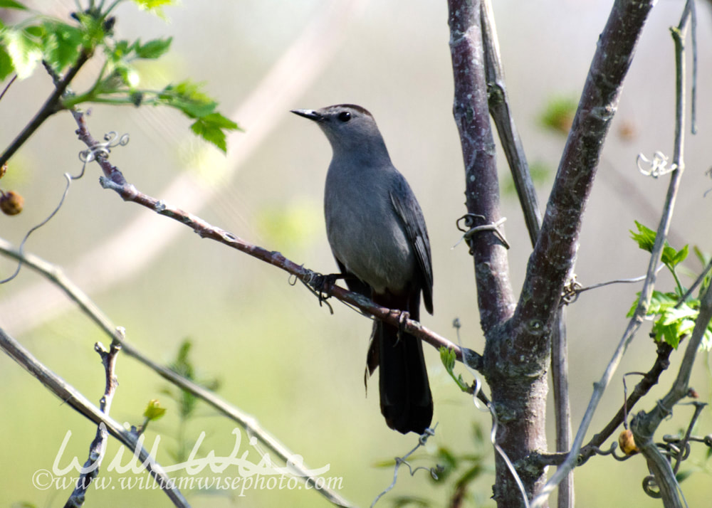 Gray Catbird picture