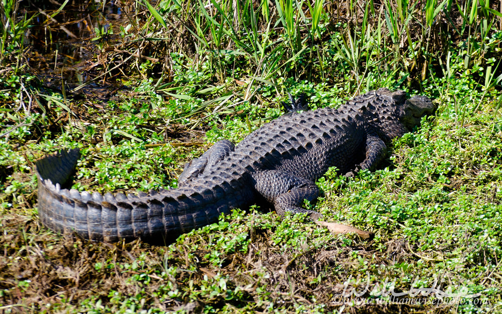 Basking alligator picture