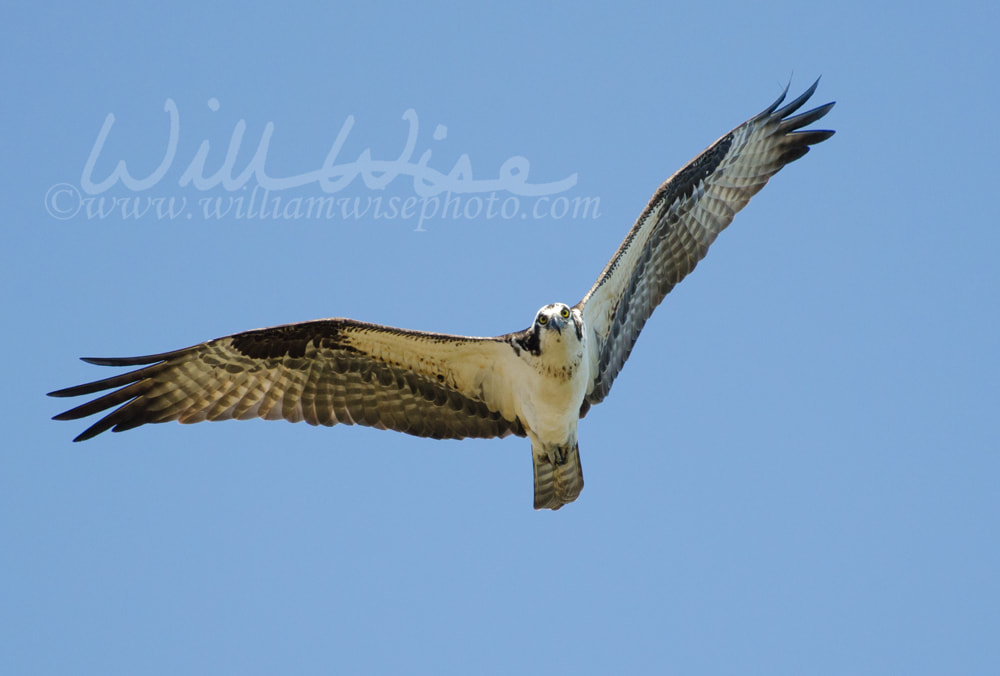 Osprey in Flight, Savannah National Wildlife Refuge Picture
