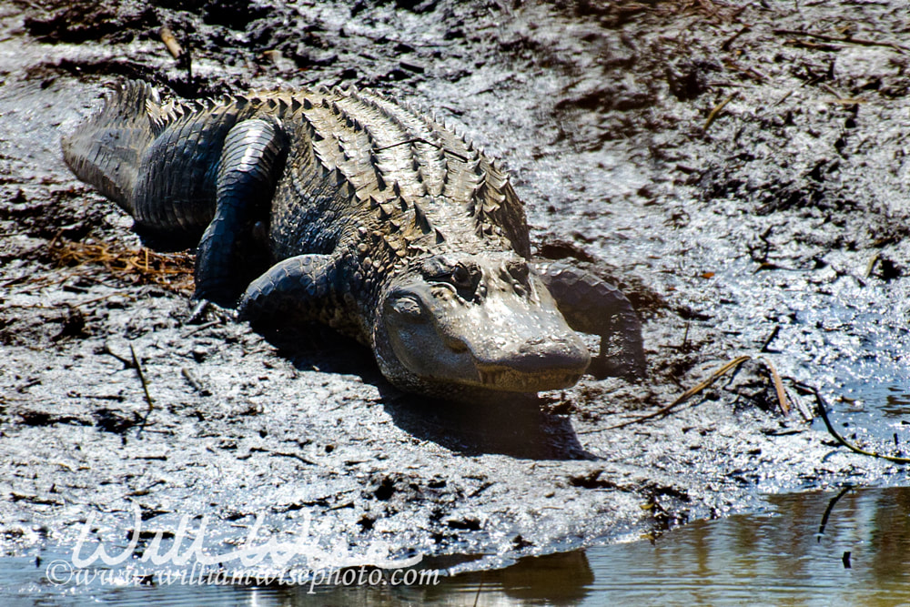 Alligator picture