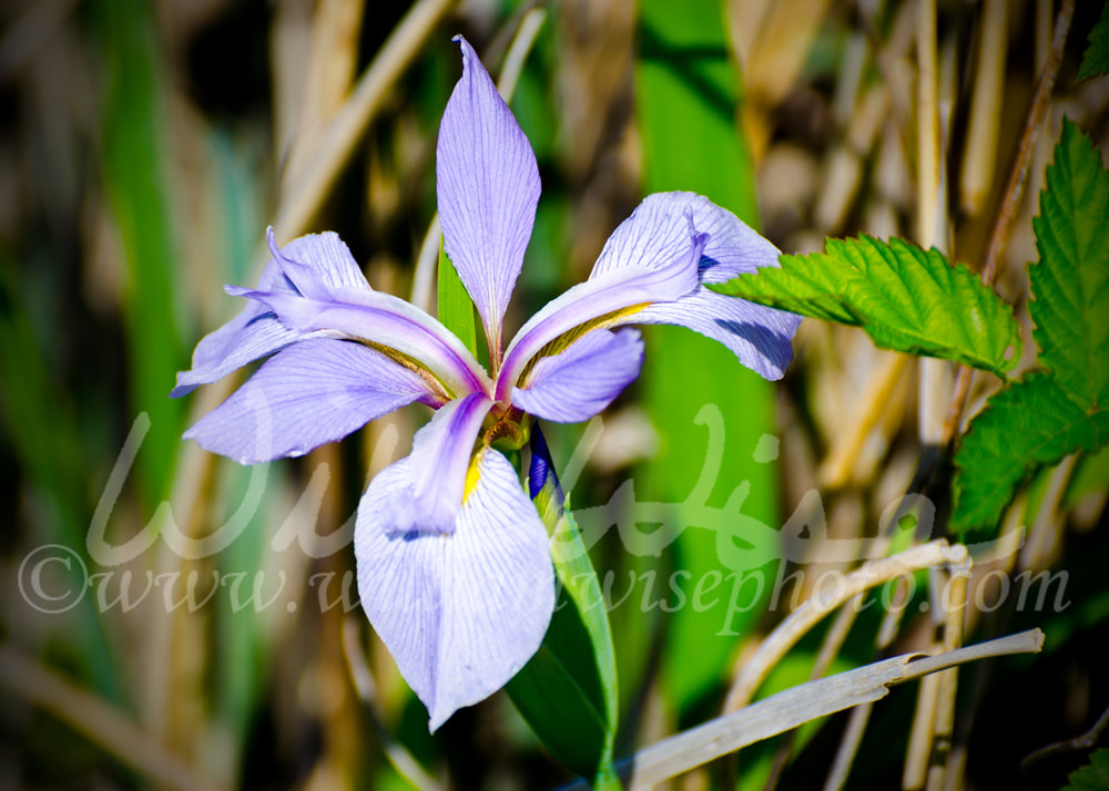 Purple Savannah Iris flower Picture