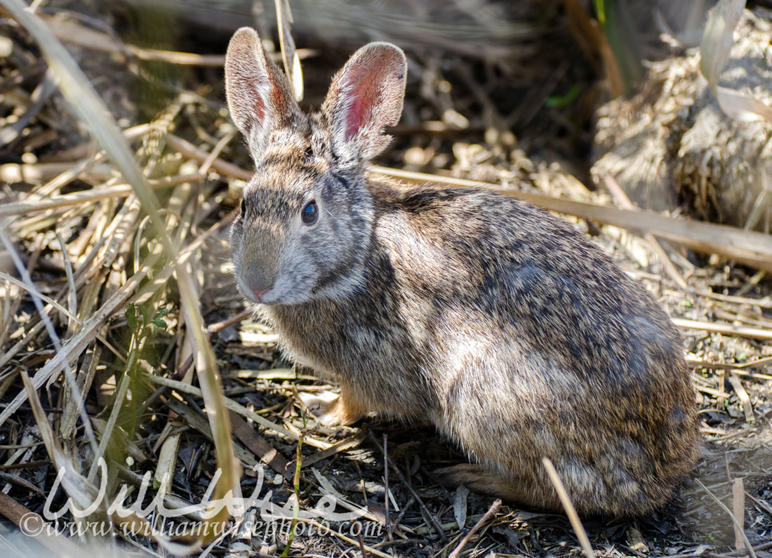 Cottontail Rabbit at Savannah National Wildlife Refuge, South Carolina Picture