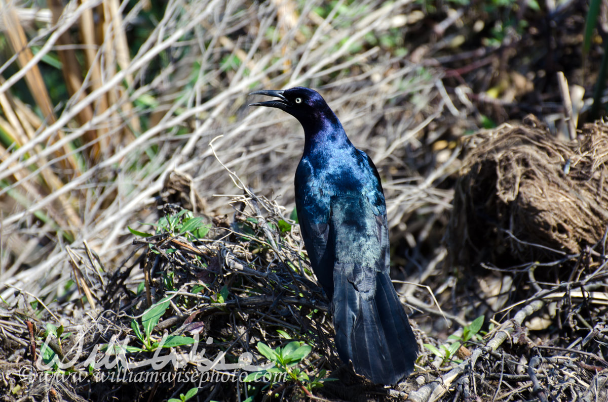 Boat-tailed Grackle, Savannah National Wildlife Refuge Picture