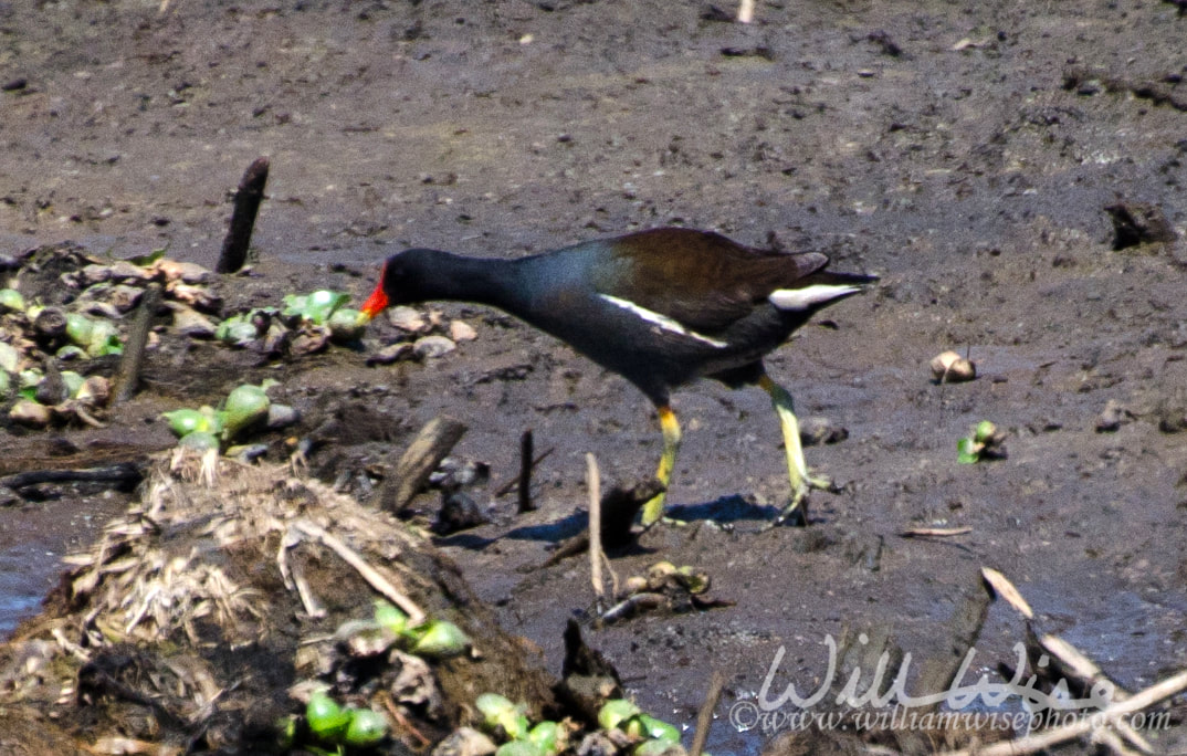 Gallinule picture