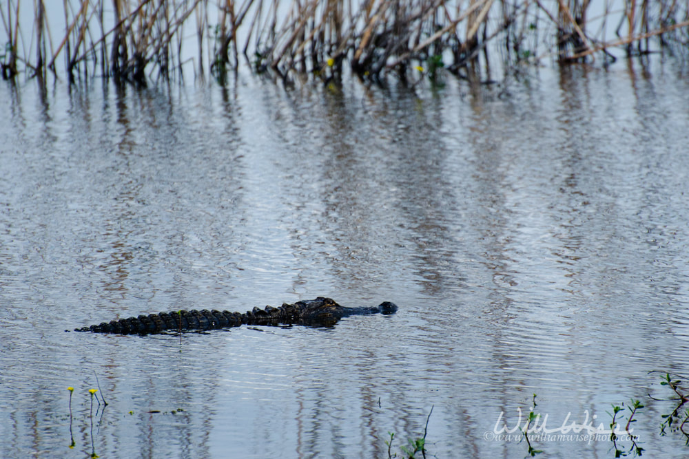 Alligator picture