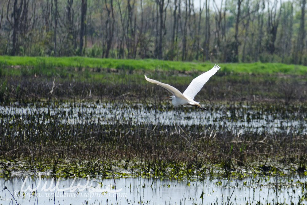 Great Egret picture