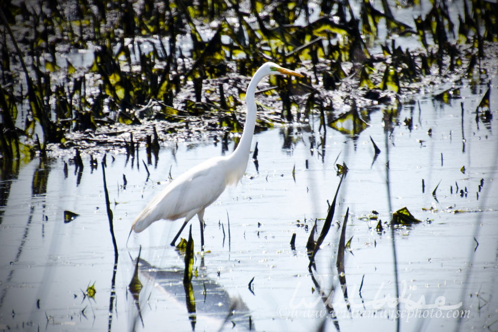 Great Egret picture