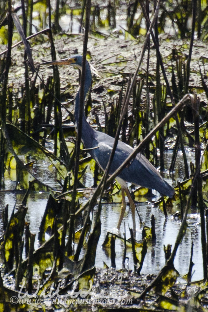 Tri-colored Heron picture