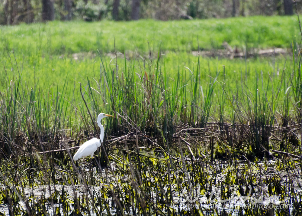 Salt Marsh picture