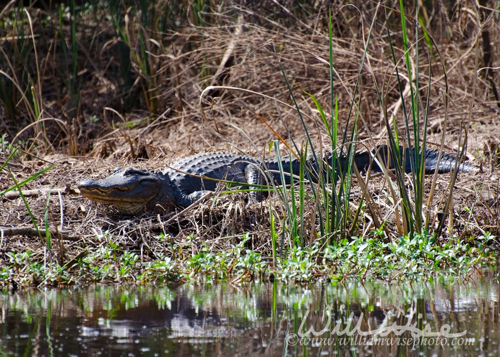 Alligator picture