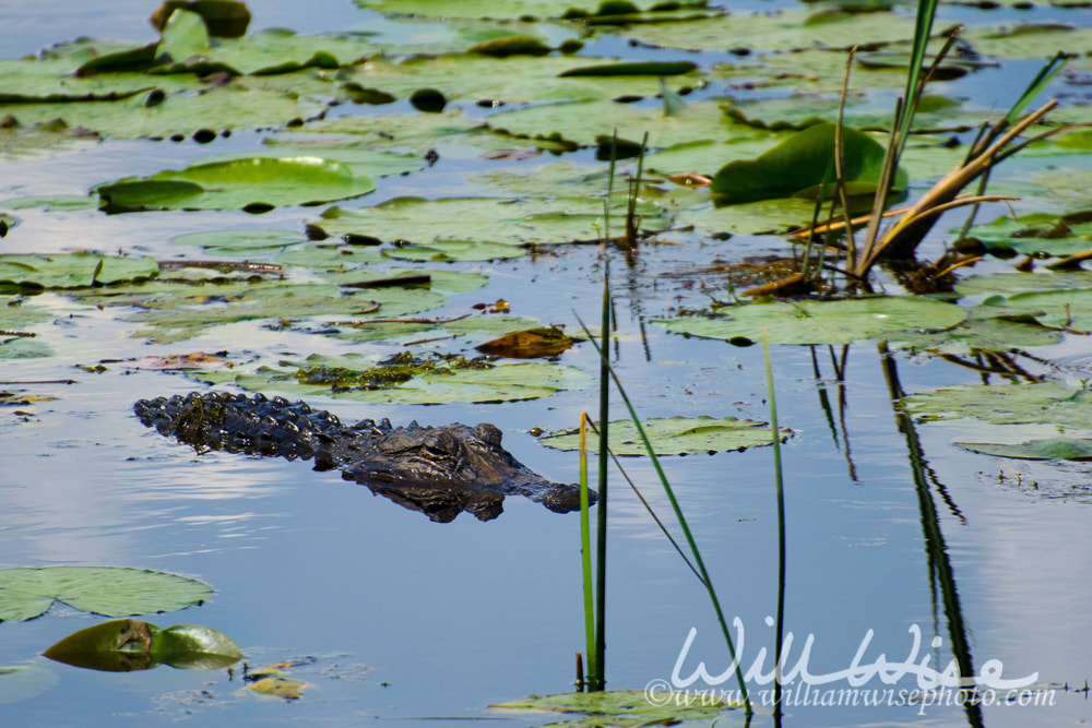 Alligator in Swamp picture