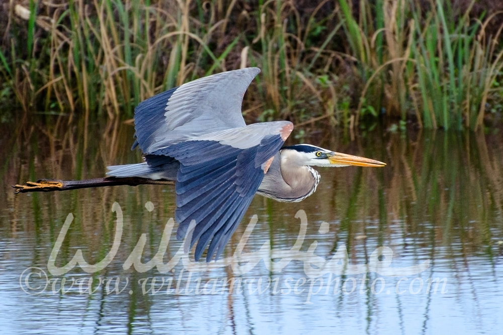 Great Blue Heron Flying, Savannah National Wildlife Refuge Picture