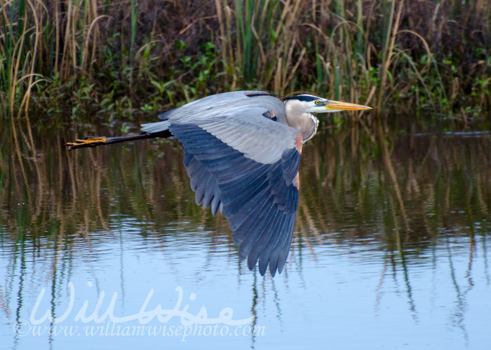 Great Blue Heron Flying, Savannah National Wildlife Refuge Picture