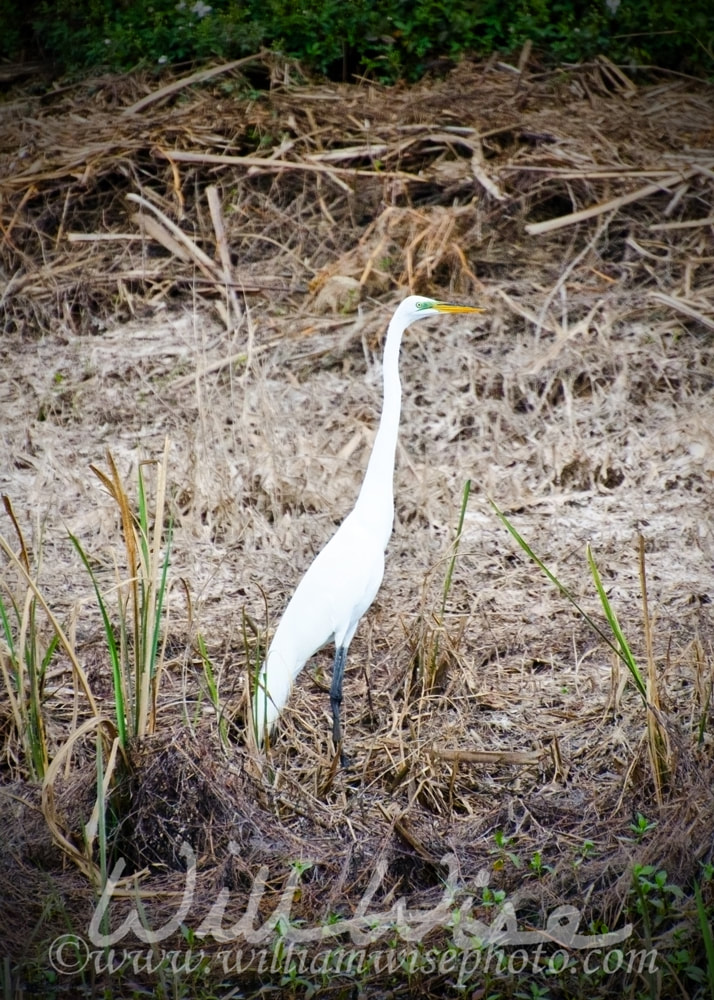 Great Egret picture