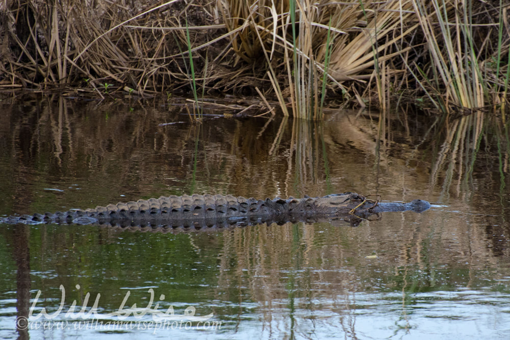 Alligator picture