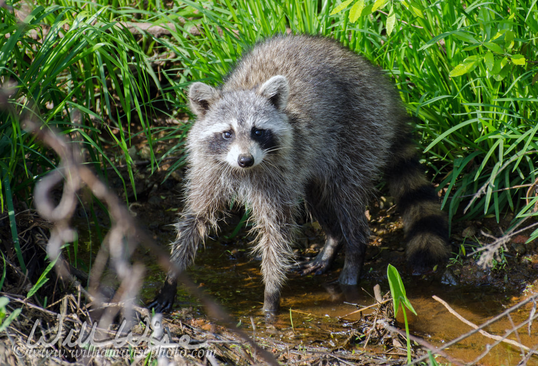 Raccoon in creek, Walton County, Georgia Picture