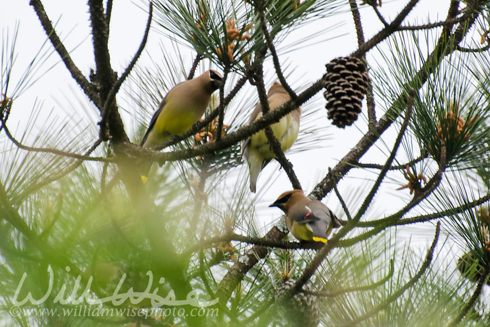 Cedar Waxwing Picture