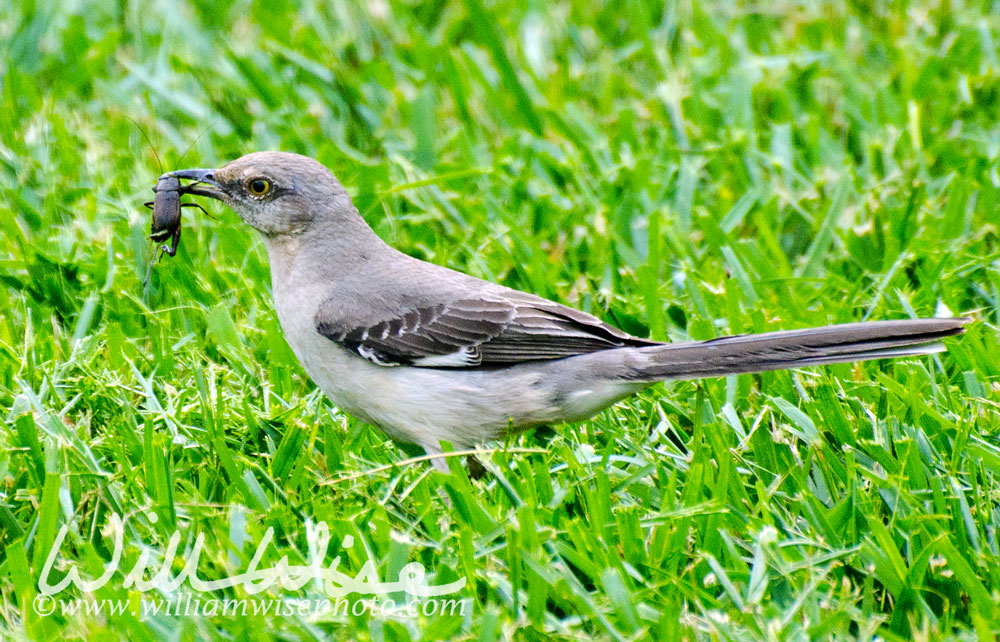 Mockingbird Picture