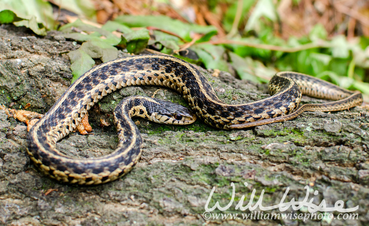 Eastern Garter Snake Picture