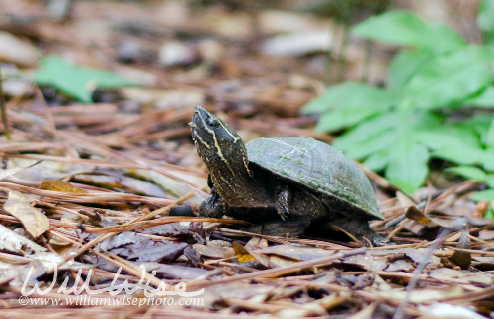 Stinkpot Musk Turtle Picture