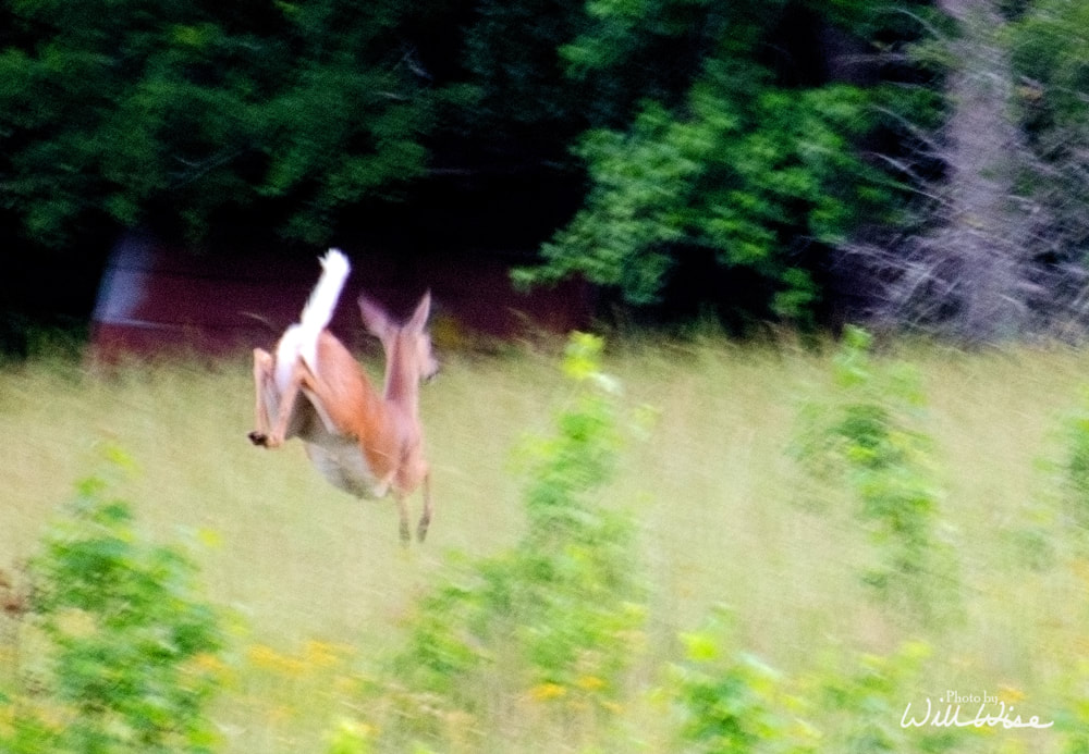 Jumping Deer Picture